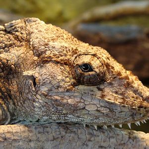 28.01.2012 Zoo Wroclaw