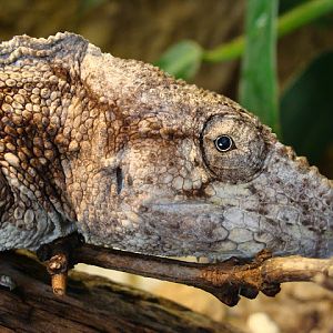 28.01.2012 Zoo Wroclaw