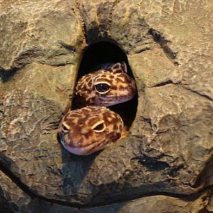 28.01.2012 Zoo Wroclaw