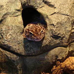 28.01.2012 Zoo Wroclaw