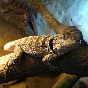 28.01.2012 Zoo Wroclaw