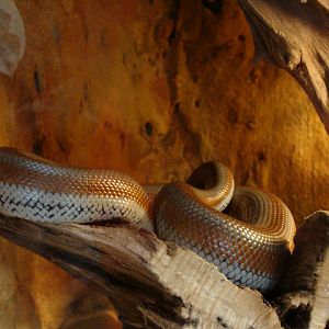 28.01.2012 Zoo Wroclaw