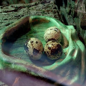 28.01.2012 Zoo Wroclaw