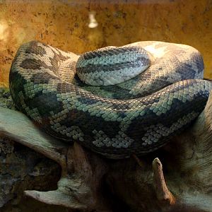 28.01.2012 Zoo Wroclaw