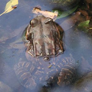 Mountain Chicken @ Chester; 26.01.2012