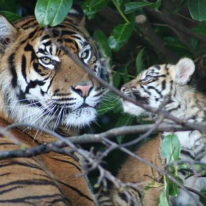 Sumatran Tiger and cub @ Chester; 26.01.2012