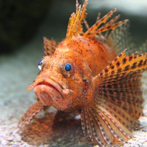 Shortfin Lionfish @ Chester; 26.01.2012