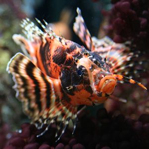 Fumanchu Lionfish @ Chester; 26.01.2012