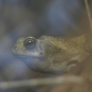 Female Asian Tree Toad @ Chester; 26.01.2012
