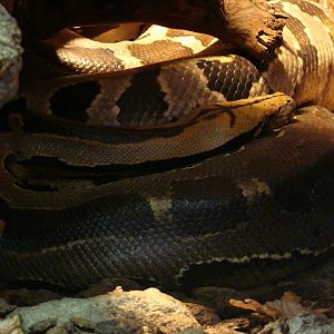 28.01.2012 Zoo Wroclaw