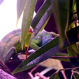 28.01.2012 Zoo Wroclaw