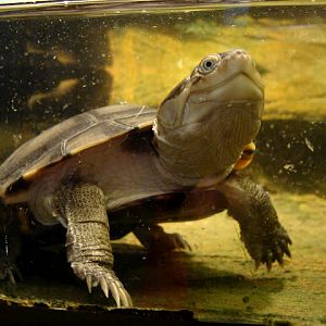 28.01.2012 Zoo Wroclaw