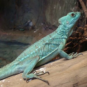 28.01.2012 Zoo Wroclaw