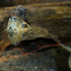 28.01.2012 Zoo Wroclaw