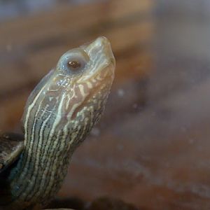 28.01.2012 Zoo Wroclaw