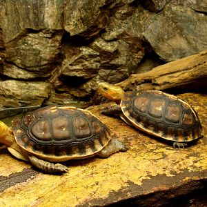 28.01.2012 Zoo Wroclaw