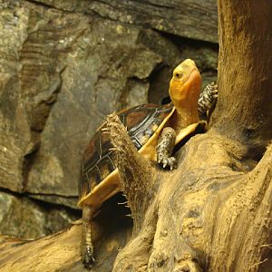 28.01.2012 Zoo Wroclaw