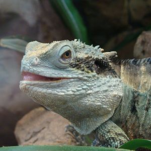 28.01.2012 Zoo Wroclaw