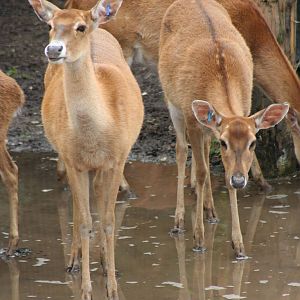 Burmese Brow-antlered Deer @ Chester; 21.07.2011