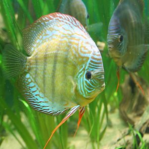 Turquoise Discus @ Chester; 21.07.2011