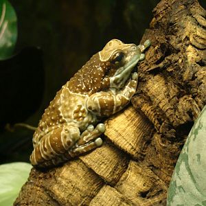 28.01.2012 Zoo Wroclaw