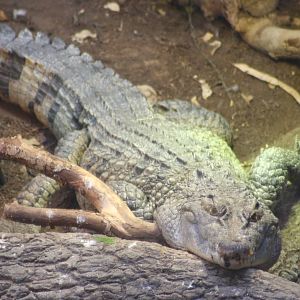 Philippine Crocodile @ Chester; 21.07.2011