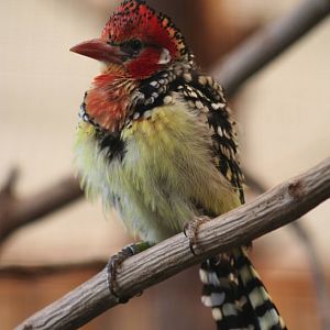 Red and Yellow Barbet @ Chester; 21.07.2011