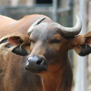 Congo Buffalo @ Chester; 21.07.2011