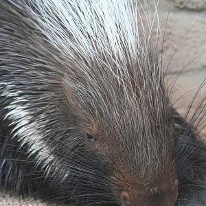 Cape Crested Porcupine @ Chester; 21.07.2011
