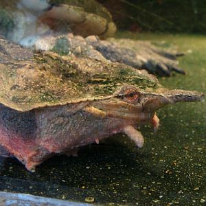 28.01.2012 Zoo Wroclaw