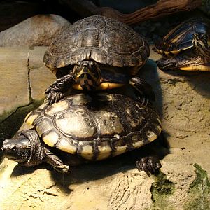 28.01.2012 Zoo Wroclaw