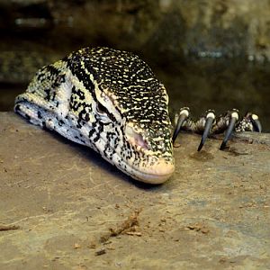 28.01.2012 Zoo Wroclaw