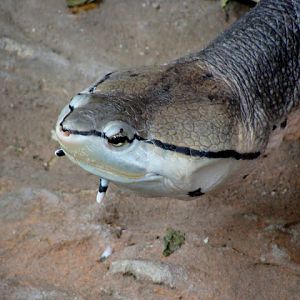 28.01.2012 Zoo Wroclaw