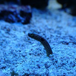 28.01.2012 Zoo Wroclaw