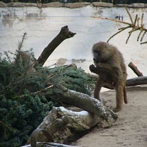 28.01.2012 Zoo Wroclaw
