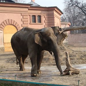 28.01.2012 Zoo Wroclaw