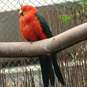 28.01.2012 Zoo Wroclaw