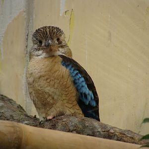 28.01.2012 Zoo Wroclaw