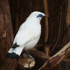 28.01.2012 Zoo Wroclaw