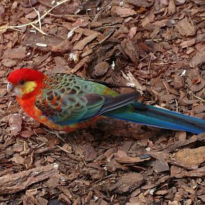 28.01.2012 Zoo Wroclaw