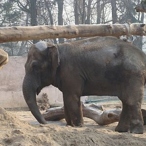 28.01.2012 Zoo Wroclaw