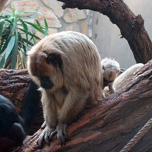 28.01.2012 Zoo Wroclaw