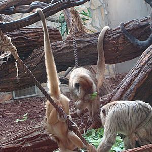 28.01.2012 Zoo Wroclaw