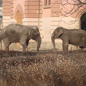 28.01.2012 Zoo Wroclaw