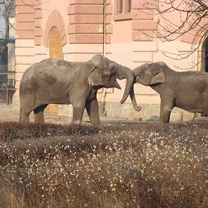 28.01.2012 Zoo Wroclaw