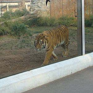 28.01.2012 Zoo Wroclaw