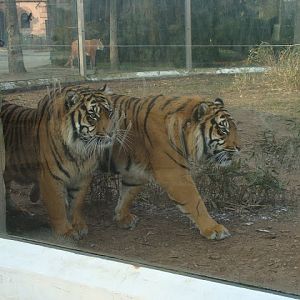 28.01.2012 Zoo Wroclaw