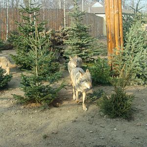 28.01.2012 Zoo Wroclaw