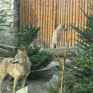 28.01.2012 Zoo Wroclaw