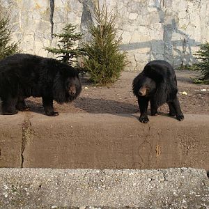 28.01.2012 Zoo Wroclaw